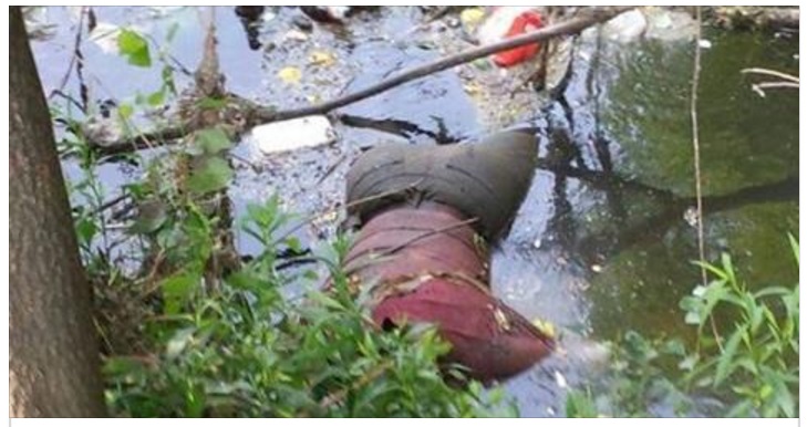 SHOCK IN RIVA AL FIUME ITALIANO: MANGIATO VIVO DALLE NUTRIE - POI L'ORRORE SUL SUO VOLTO - 18/02/2017