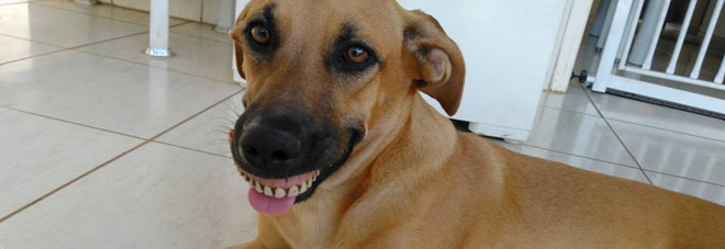 CANE VA IN GIARDINO A GIOCARE, AL SUO RITORNO SI PRESENTA COSI': ECCO CHE GLI E' SUCCESSO - GUARDA - 26/02/2017