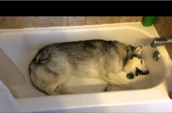 LA PADRONA FILMA IL SUO CANE NELLA VASCA DA BAGNO: POCHI SECONDI DOPO, SCOPPIERETE A RIDERE... - 12/04/2017