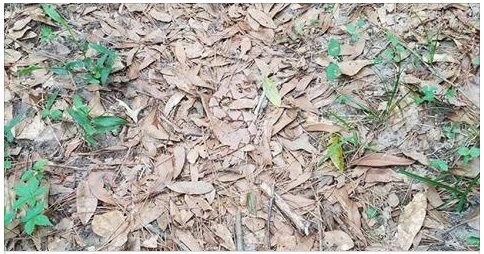 L'ESTATE SI AVVICINA: PENSI DI SAPER EVITARE I SERPENTI? PROVA A TROVARLO... - 26/04/2017