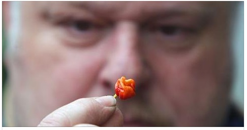 ECCO IL ''FIATO DEL DRAGO'' IL PEPERONCINO PIU' POTENTE DEL MONDO: ECCO COSA SUCCEDE SE LO ASSAGGIATE - 18/05/2017