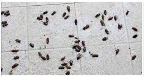 ROMA - TRE INTOSSICATI, CHIUDE RISTORANTE: LA DISGUSTOSA SCOPERTA SUL CIBO - 23/05/2017