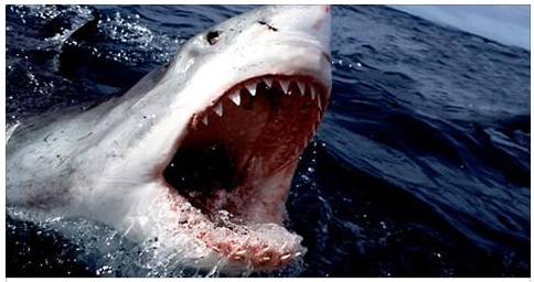 SQUALO NELLE ACQUA ITALIANE - GIOVANE PESCATORE AGGREDITO E AZZANNATO: TRASPORTATO D'URGENZA IN OSPEDALE - 30/05/2017