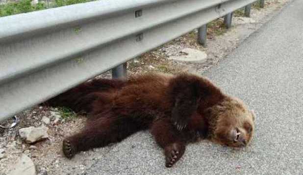 ORSO TRAVOLTO DA UN'AUTO IN ABRUZZO: LE FOTO COMMUOVONO IL WEB - GUARDA - 25/04/2013