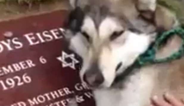 IL CANE PIANGE SULLA TOMBA DELLA SUA PADRONA. IL VIDEO COMMUOVE IL WEB - GUARDA - 26/04/2013
