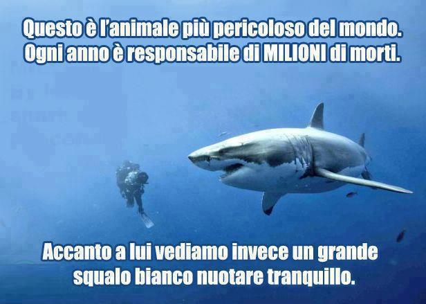 Immagine Divertente - 26/04/2013