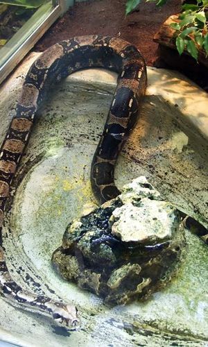 Boa scappa e si infila nel water: rischio che 'compaia' in qualche casa - 29/04/2013