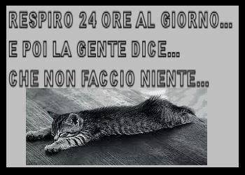 Immagine Divertente - 03/08/2013