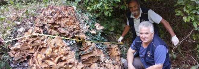 FUNGO GIGANTESCO SCOPERTO A PESARO: ''DIAMETRO DI 2 METRI, PESA PIÙ DI 80 KG'' - FOTO ALL'INTERNO - 28/09/2013