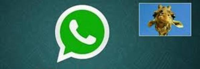 WHATSAPP INVASO DALLE GIRAFFE: ''IL PEGNO DA PAGARE PER CHI SBAGLIA LA RISPOSTA DELL'INDOVINELLO'' - 22/10/2013