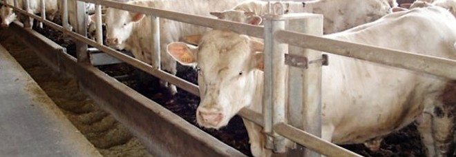 Vitelli e maiali gonfiati con i farmaci e venduti sul mercato: 160 indagati - 08/11/2013