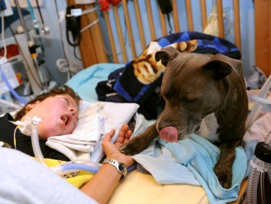 IL CANE CHE SI PRENDE CURA DEL BIMBO DI 10 ANNI IN COMA. ''VOGLIONO MANDARLO VIA'' - FOTO - 30/11/2013
