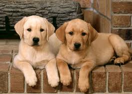 APPROVATA LA VENDITA DI CARNE DI CANE IN ITALIA - 10/12/2013