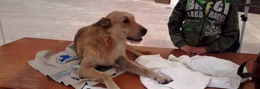 DONNA DENUNCIA DUE CANI PER STUPRO: ''UNO MI TENEVA FERMA, L'ALTRO MI SPOGLIAVA'' - 11/12/2013