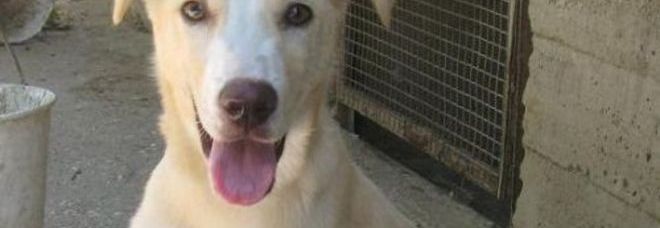 ROMA, PRESO IL 'MOSTRO' DI VILLA ADA: TORTURÒ E BRUCIÒ VIVO UN JACK RUSSEL - 16/12/2013