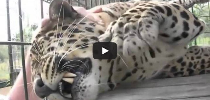 IL LEOPARDO CHE AMA LE COCCOLE - VIDEO - 17/12/2013