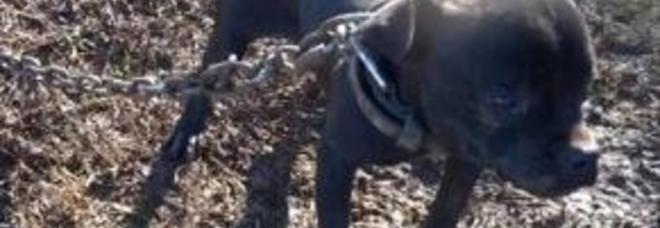 SCOPERTO UN CANILE LAGER: 13 PITBULL NEL FANGO. AL PROPRIETARIO 2.000 EURO DI MULTA - 07/01/2014