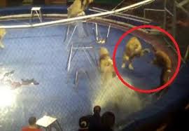 ORRIBILE INCIDENTE AL CIRCO, I LEONI ATTACCANO IL DOMATORE - VIDEO SHOCK - 27/01/2014