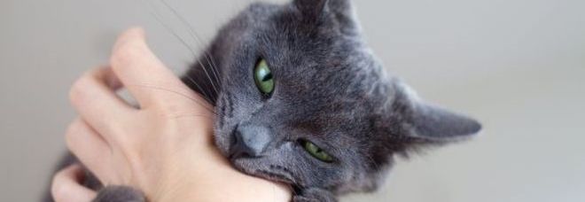IL MORSO DI UN GATTO PUÒ COSTARE UN RICOVERO IN OSPEDALE: ''INIETTANO I BATTERI IN PROFONDITÀ'' - 11/02/2014