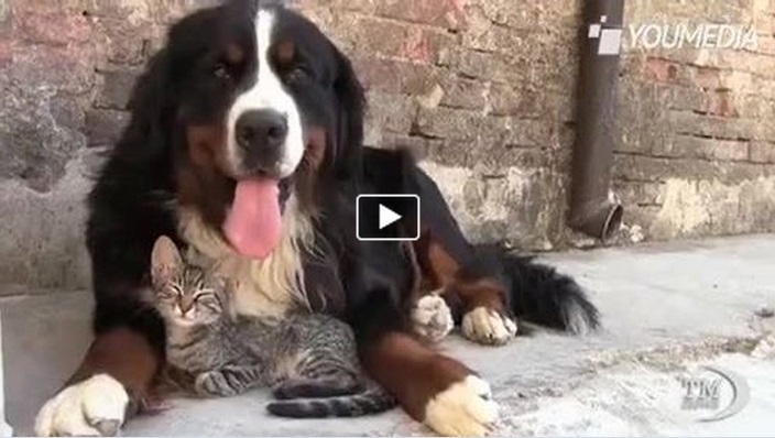 CANE E GATTO, UNA VOLTA NEMICI ORA SI COCCOLANO - VIDEO DOLCISSIMO - 26/04/2014
