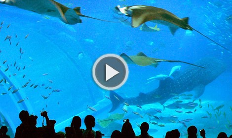 L'ACQUARIO PIU' GRANDE E VASTO DEL MONDO - VIDEO - 10/04/2014