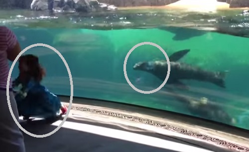 LA BAMBINA GIOCA ALLO ZOO CON UN LEONE MARINO MA CADE. ECCO LA REAZIONE DELLO SPLENDIDO ANIMALE - VIDEO - 20/07/2014