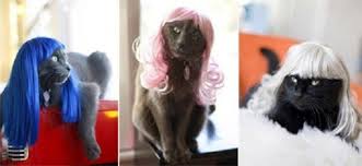 DEBUTTANO LE PARRUCCHE PER I GATTI - ECCO 13 GATTI ASSOLUTAMENTE FASHION - 20/08/2014
