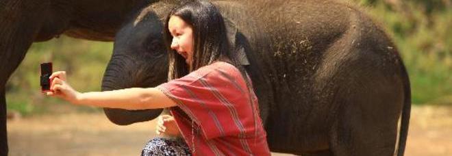 FA IL SELFIE CON UN ELEFANTE, TURISTA CALPESTATA E UCCISA - 17/12/2014