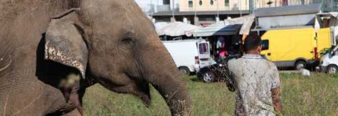 ROMA, ELEFANTE SCAPPA DAL CIRCO ORFEI: AVVISTATO IN CENTRO, PAURA TRA I RESIDENTI - 06/12/2013