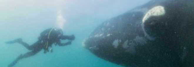 GLI INCONTRI RAVVICINATI DELLE BALENE: INTERAGISCONO E QUASI ''PARLANO'' CON I SUB - 20/12/2013