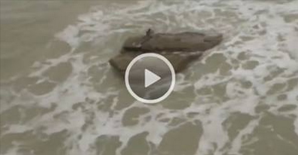 INCREDIBILE ISRAELE, PRESUNTA SIRENA RIPRESA SUGLI SCOGLI! IL VIDEO CHE STA FACENDO IL GIRO DEL MONDO - VIDEO - 12/01/2014