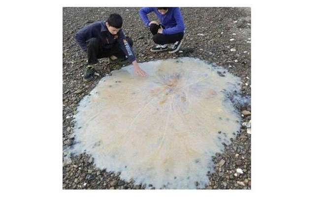 MEDUSA GIGANTE DI UN METRO E MEZZO SI ARENA. GIALLO IN SPIAGGIA: ''SPECIE SCONOSCIUTA'' - FOTO - 06/02/2014
