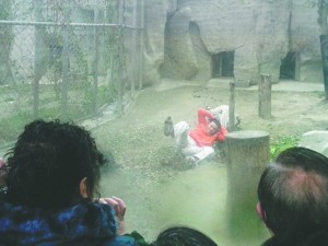 SI GETTA NELLA GABBIA DELLE TIGRI PER SUICIDARSI. ATTIMI DI TERRORE ALLO ZOO - 18/02/2014