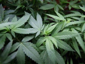 MARIJUANA SEQUESTRATA E CHIUSA IN COMMISSIARIATO. L'ODORE STORDISCE GLI AGENTI - 22/02/2014