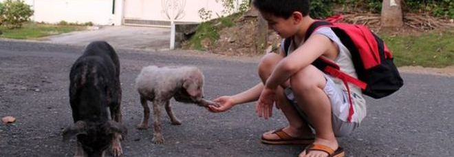 PADRE SPIA IL FIGLIO DURANTE UNA PASSEGGIATA E LO TROVA A SFAMARE CANI RANDAGI: ''ORGOGLIOSO DI LUI'' - 24/02/2014