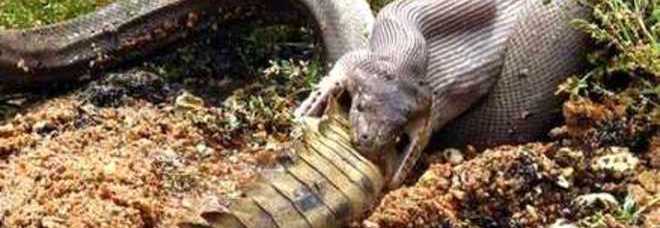 AUSTRALIA, IL SERPENTE ATTACCA E MANGIA IL COCCODRILLO -FOTO - 09/03/2014