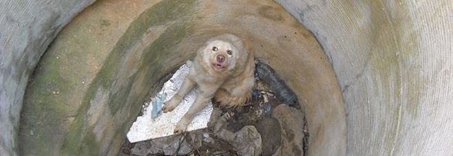 VALENTINA, LA CAGNOLINA GETTATA NEL POZZO: AL COLLO UN SACCO PIENO DI PIETRE - 06/03/2014