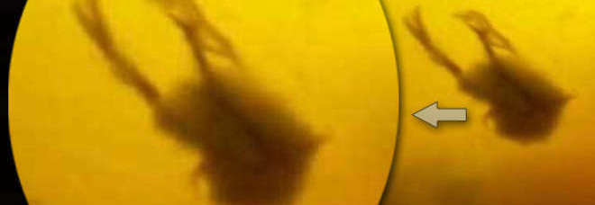 TROVA UN EMBRIONE DI POLLO NELLA ZUPPA. LE FOTO DISGUSTOSE FANNO IL GIRO DEL WEB - 02/04/2014