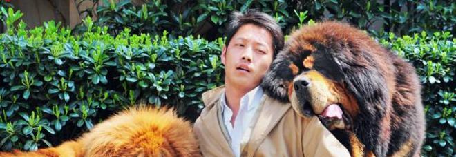 VENDITA RECORD PER UN CANE: MILIARDARIO SPENDE 2 MILIONI DI EURO PER UN MASTINO TIBETANO - FOTO - 31/03/2014