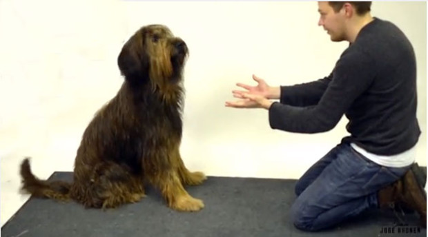 IL BISCOTTO SCOMPARE: LA REAZIONE DEI CANI ALLA MAGIA - VIDEO - 06/04/2014