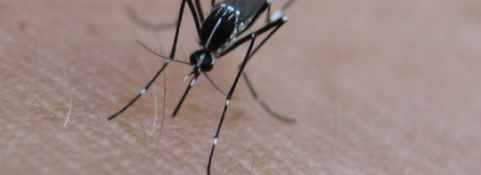 I 5 RIMEDI SCIENTIFICI E FUNZIONANTI PER DIFENDERSI DALLE ZANZARE - 24/05/2014
