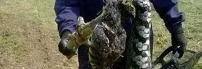 SCOPERTA CHOC NEL CILENTO, RITROVATO SERPENTE GIGANTE NELLE CAMPAGNE - 18/05/2014