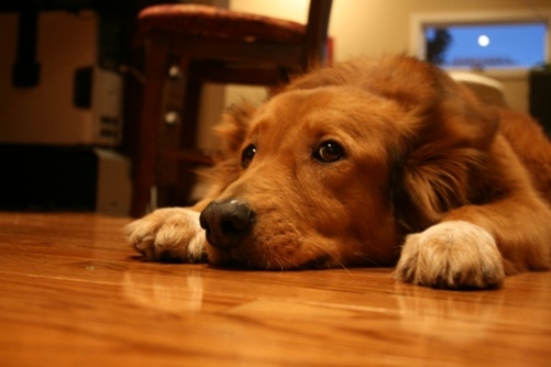 GARA SHOCK: IL CONCORSO CHE METTE IN PALIO LA CLONAZIONE DEL PROPRIO CANE - 09/08/2014