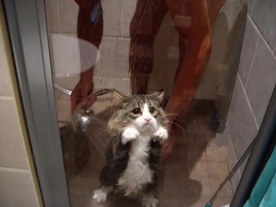 8 ANIMALI CON UN INTELLIGENZA SUPERIORE - VIDEO - 09/08/2014