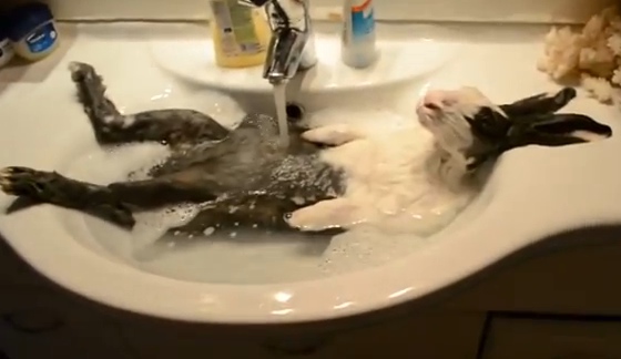 IL VIDEO VIRALE DEL CONIGLIO CHE FA IL BAGNO - 03/09/2014