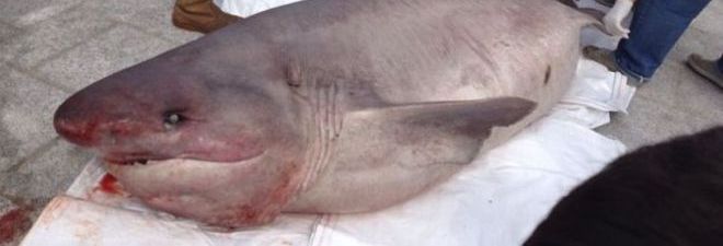 SQUALO DI 4 METRI TROVATO SULL'ISOLA DEL GIGLIO, PAURA TRA I RESIDENTI. ''NON È LA PRIMA VOLTA'' - 20/06/2014