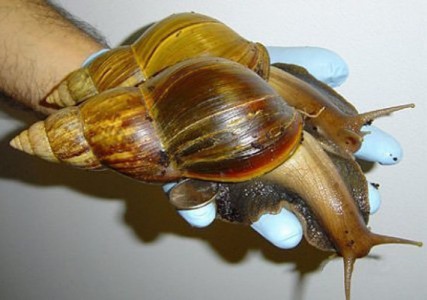 E' ARRIVATA L'INVASIONE DELLE LUMACHE GIGANTI - FOTO - 08/09/2014