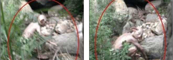 IL 'MOSTRO GOLLUM' FOTOGRAFATO DA UN TURISTA. ''HO AVUTO PAURA, NON SAPEVO COSA FOSSE'' - 26/06/2014