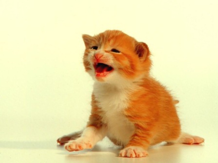 AVERE LE FOTO DEL PROPRIO CUCCIOLO MIGLIORA LE PRESTAZIONI A LAVORO - 14/09/2014
