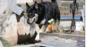 CAPITAN, IL PASTORE TEDESCO CHE VIVE DA SEI ANNI SULLA TOMBA DEL PADRONE - FOTO - 14/09/2014